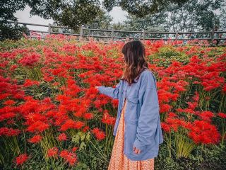 Crimson Dreamscape at Kinchakuda Manjushage Park 🍁✨