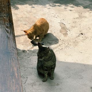 Went for coffee and fell in love with the cat! A hidden cafe where you can enjoy specialty coffee!