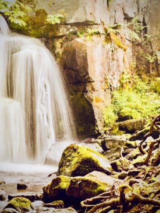 厄瓜多爾皮欽查普魯拉瓦火山口苔蘚植物園輕鬆旅行攻略 #普魯拉瓦 #植物園