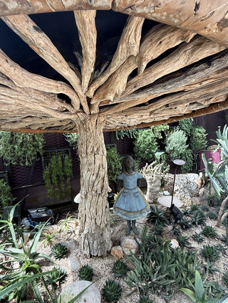 Stepping into “Aloes in Wonderland” — Where the Desert Meets a Fairytale!