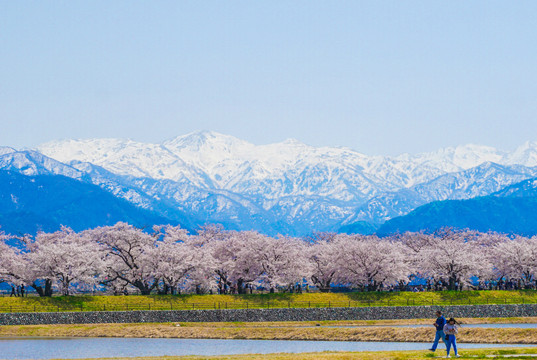 A Must-Visit Masterpiece: The Toyama Spring Quartet with
