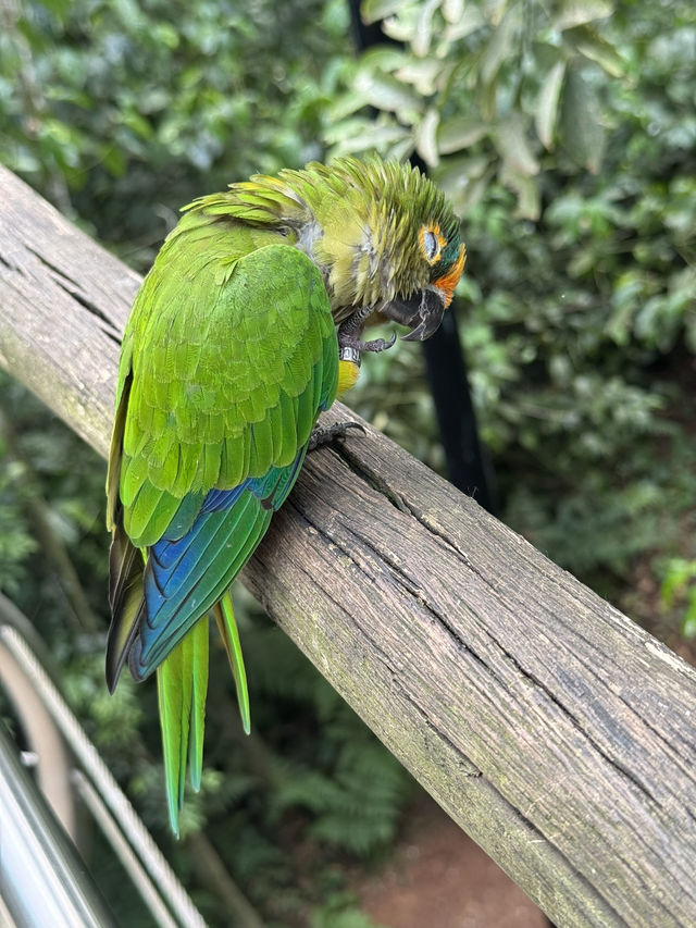 巴西伊瓜蘇鳥園全攻略 | 一場親近自然的熱帶雨林之旅🌿
