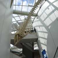 Ozeaneum…อควอเรียมสุดปังในเยอรมันเหนือ