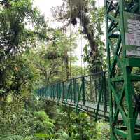Monteverde cloud forest 🌳 