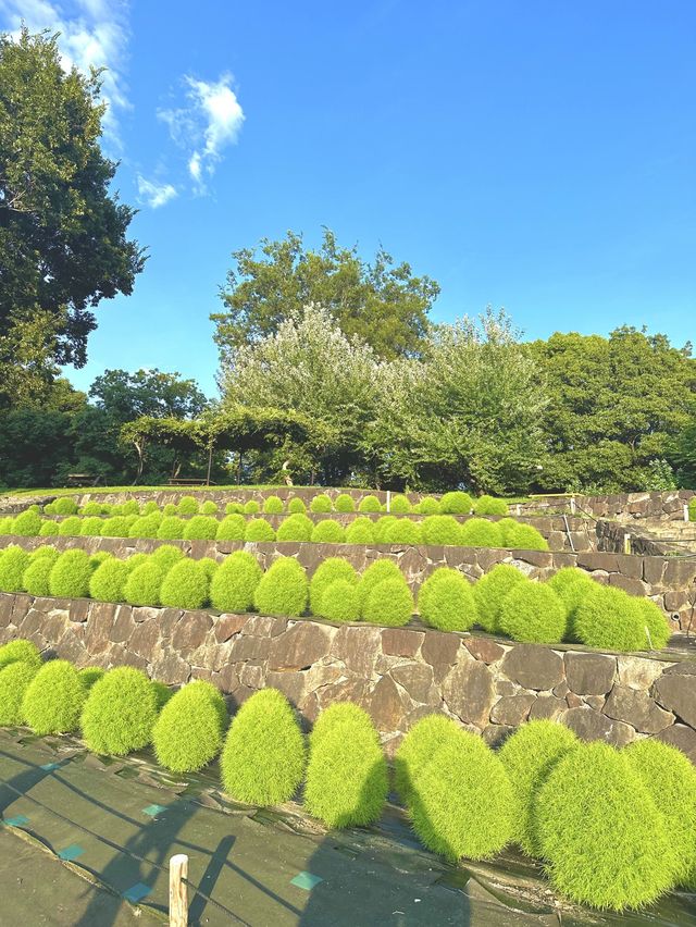 【大阪】風車のある公園の向日葵畑♡