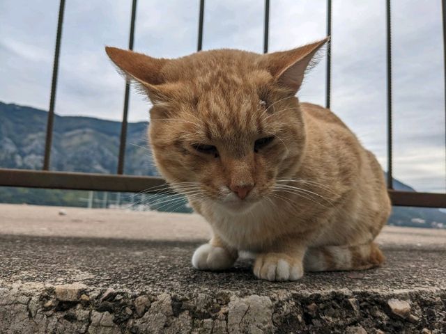 【モンテネグロ】ジブリ感溢れる港町の絶景スポット「コトル要塞」