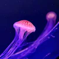 《海洋世界海之中道》🐠九州之海為主題的水族館🦈