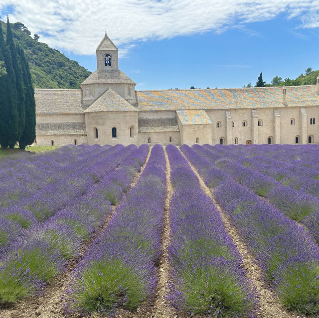 Lavender in Provence 