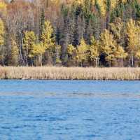 Fall Foliage on the Edge of Winter