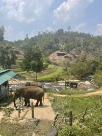 Truly Ethical Elephant Sanctuary in Chiang Mai