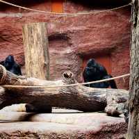💸🐾 Cheap Travel Gem: Prague Zoo is Wildly Worth It! 🇨🇿🦁