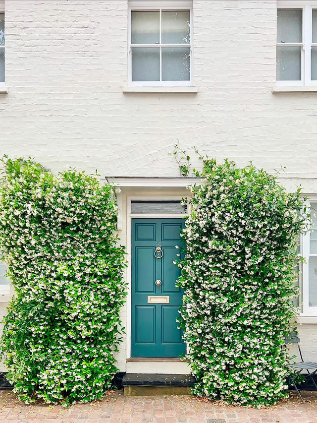 This is a spring jasmine 