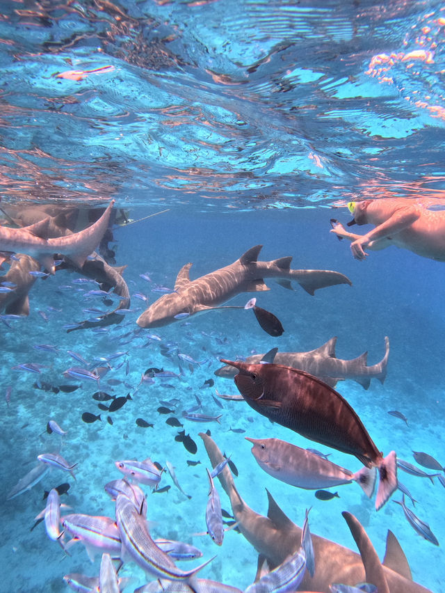 Swimming With Sharks in the Maldives: A Once-in-a-Lifetime Experience