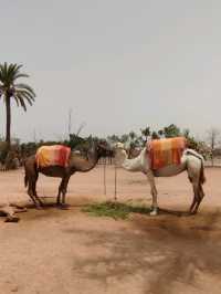 No Visa, No Problem: Morocco Has It All