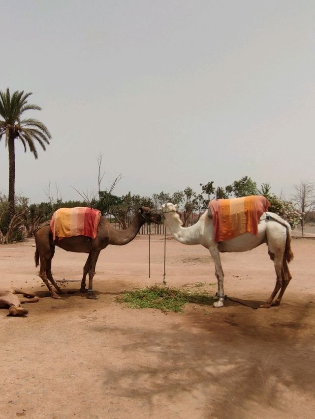 No Visa, No Problem: Morocco Has It All
