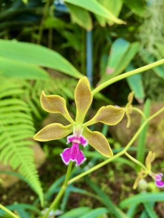 為什麼一定要去參觀基多令人嘆為觀止的植物園🌺✨