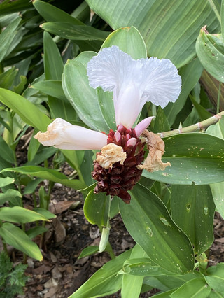 Escape the Heat and Marvel at the National Orchid Garden