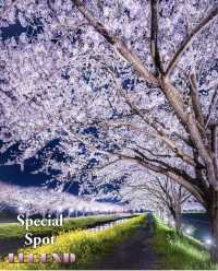 The present and future of Japanese cherry blossoms