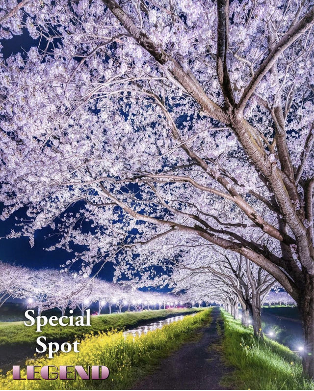 The present and future of Japanese cherry blossoms