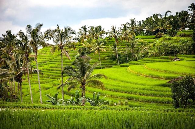 Bali coast, Ubud and Tanah Lot Temple, Ubud.