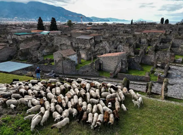 Sheep have become an important force in protecting the ancient ruins of Pompeii.