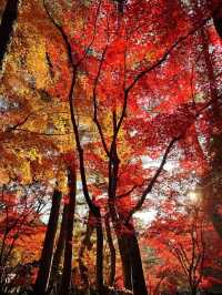 Danzawa Oyama Maple Leaf