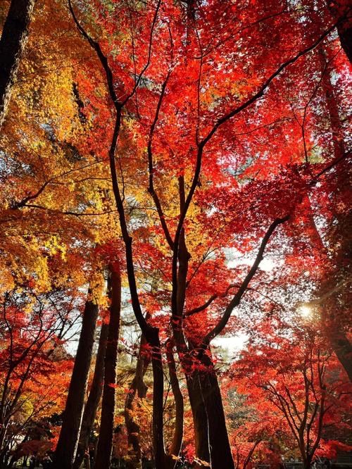 Danzawa Oyama Maple Leaf