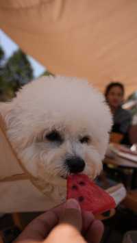 Kunming surrounding tour | Take your pet camping together