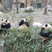 Panda Breeding Center in Dujiangyan! 🇨🇳