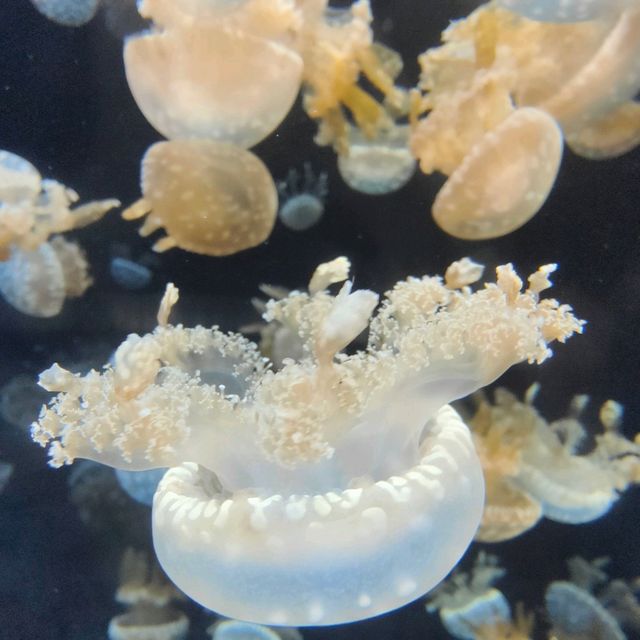 🐟Aquatic Wonders at Singapore Aquarium🦈🌊