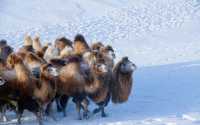 蒙古族自古有着“草原五畜”的提法，草原五畜是指蒙古族放牧的双峰驼、蒙古馬、牛、山羊和綿羊，根據草原、杭蓋、戈壁的不同地理環境，結合五畜的生理特點合理利用草原和草場，四季輪牧，多種經營，是蒙古族先民智慧和經驗的結晶