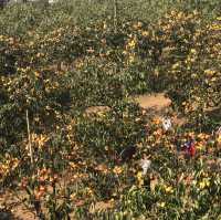 Persimmon Season in Guangdong 