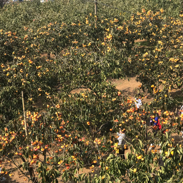 Persimmon Season in Guangdong 