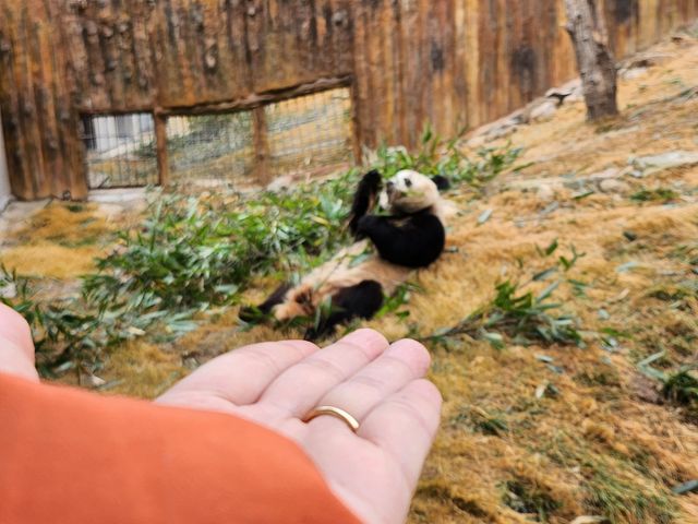 佛坪熊猫基地有四只大熊猫