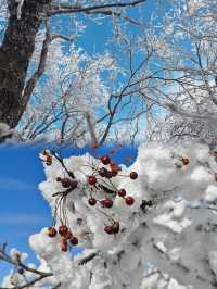 上海當日往返人回來了，魂還在冰天雪地