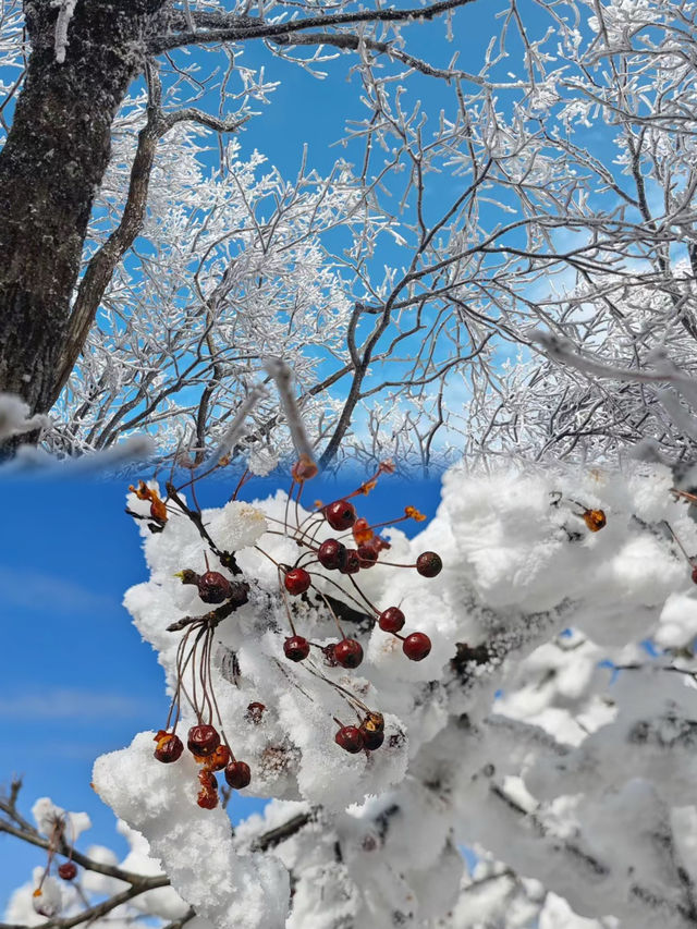 上海當日往返人回來了，魂還在冰天雪地