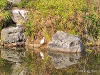 小寒節氣西山公園賞蠟梅