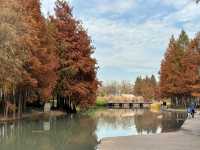 絕美濕地公園自然主義的天堂