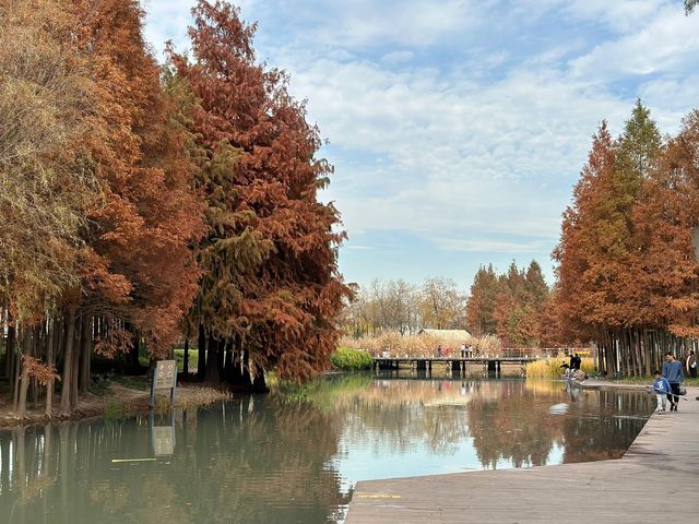 絕美濕地公園自然主義的天堂
