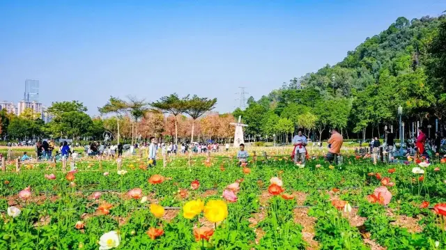 Free to enjoy the beauty of the peony flower sea and red maple leaves, this scene is stunningly beautiful!