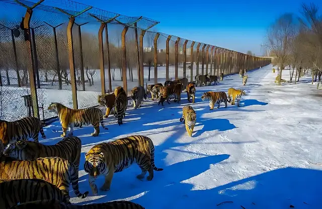 Harbin Northeast Tiger Forest Park | Close contact with tigers, start the wild road