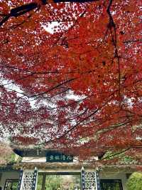 杭州秋天的美贏麻了