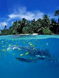 探索斐濟最純淨的海島天堂！Matamanoa等你來！