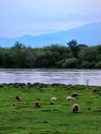 新疆·昭蘇｜一些伊犁沿途的風景