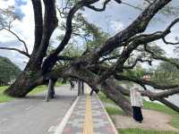 絕美的太平湖和Raintree Walk