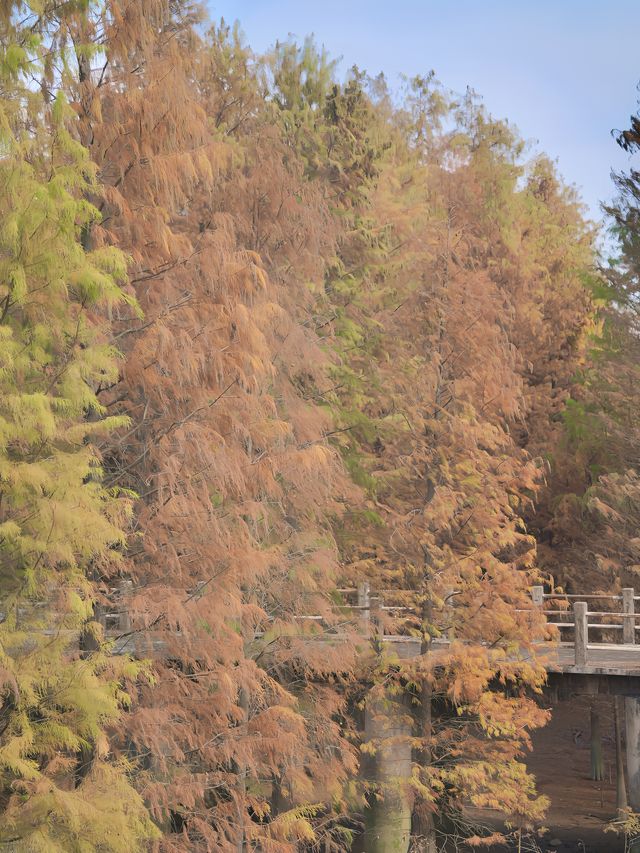 今年見到最有規模的落羽杉樹林｜就在中山