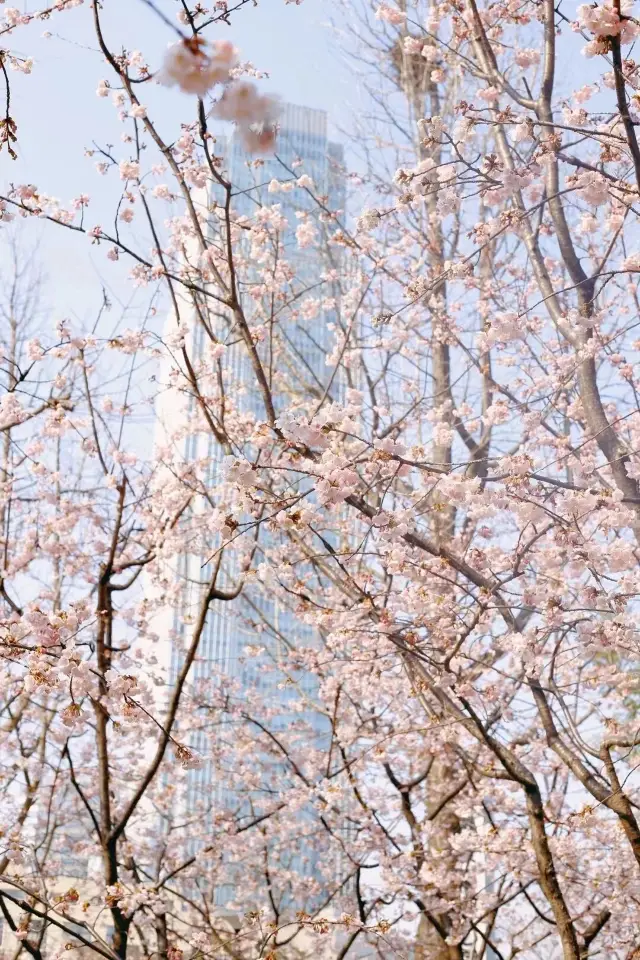The cherry blossoms in these locations in Shanghai are breathtakingly beautiful in March!