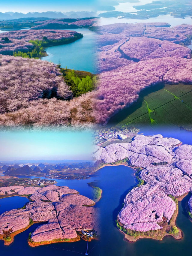 還去什麼日本，世界最大的櫻花森林·貴州平壩