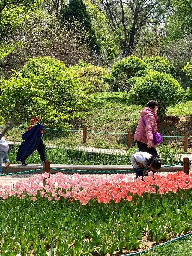 王城公園，古風賞花秘境！Hey朋友們！