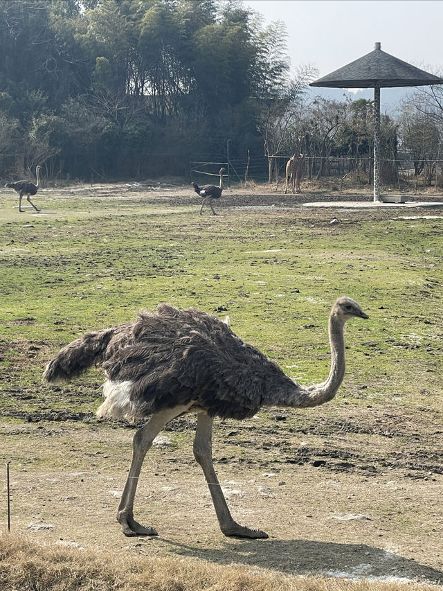 終於帶兒子來寧波野生動物園玩了